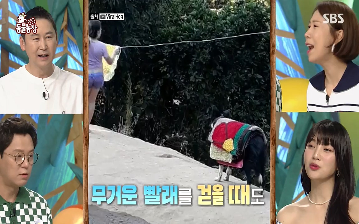 TV 동물농장.E1079.220725p-NEXT.mp4_20220724_151929.183.jpg