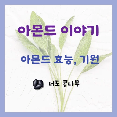 아몬드 효능