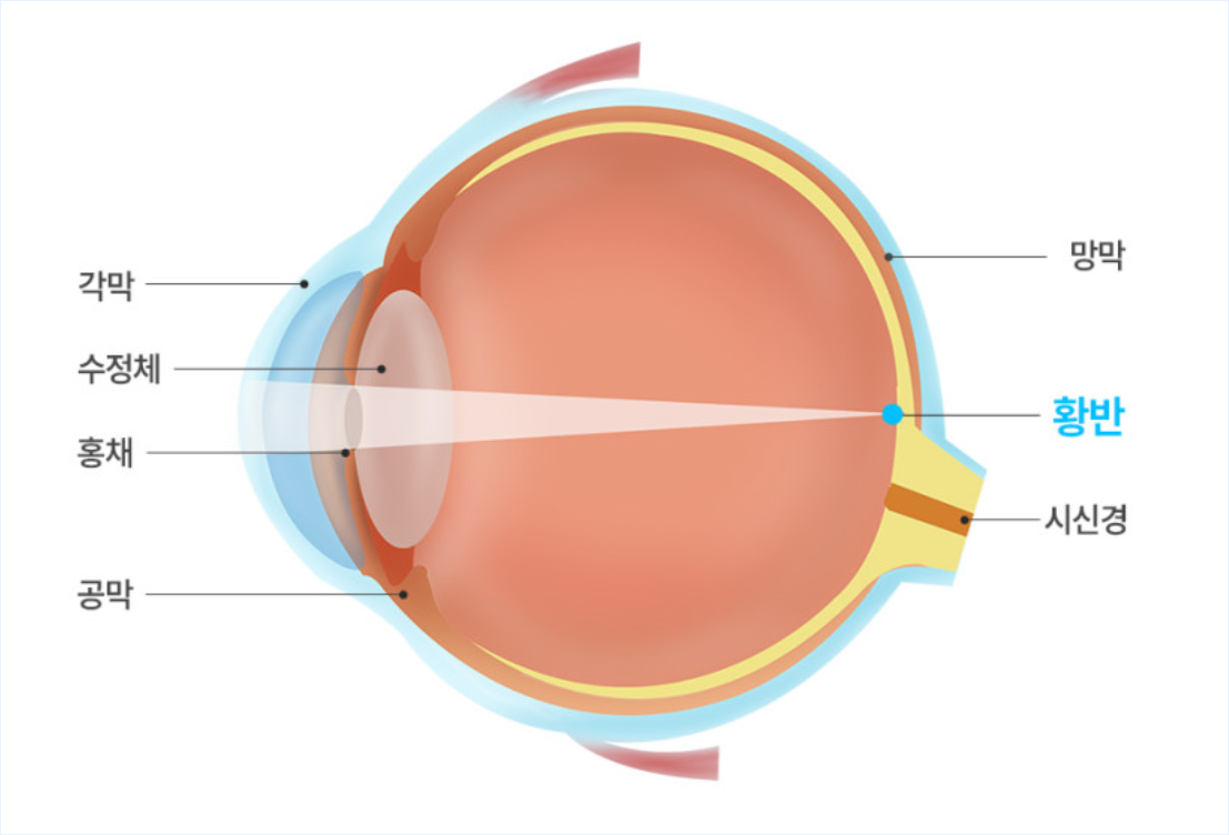 눈의 구조