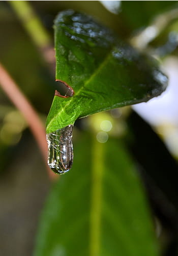  체리 월계수 (CHERRY LAUREL WATER) 효능 부작용 섭취법 알고 가세요.