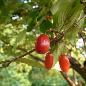 산수유 효능