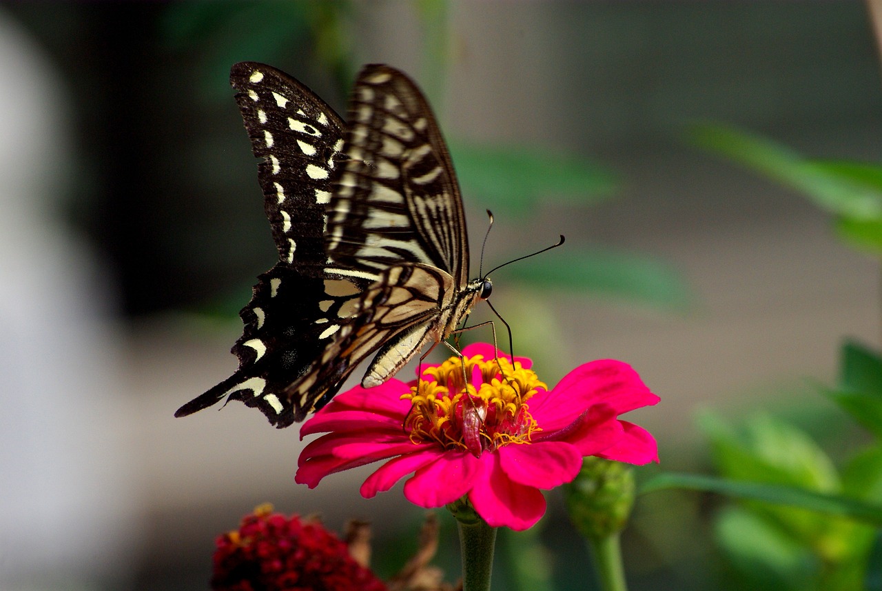  인연, 한국의 전래동화 속 백일홍(zinnia) 전설이야기