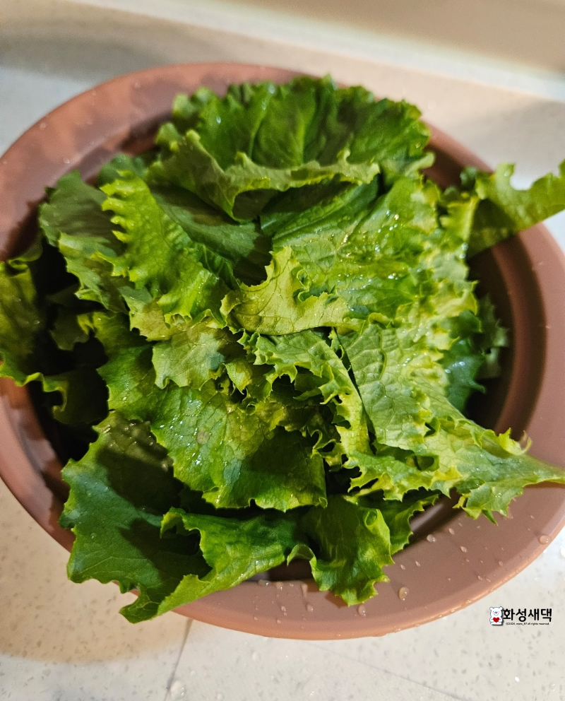 상추-큐브