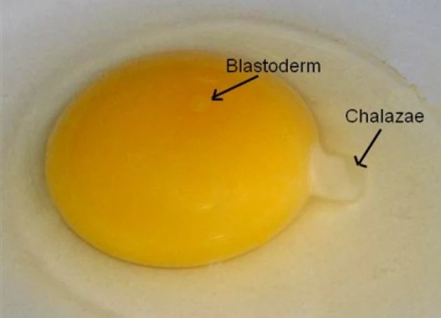 이 사진 속에 blastoderm이라고 표시된 부분이 배반인데 이 부분이 병아리로 발생을 하게 됩니다. 배반은 blastoderm&#44; germinal disc 등으로도 불립니다.