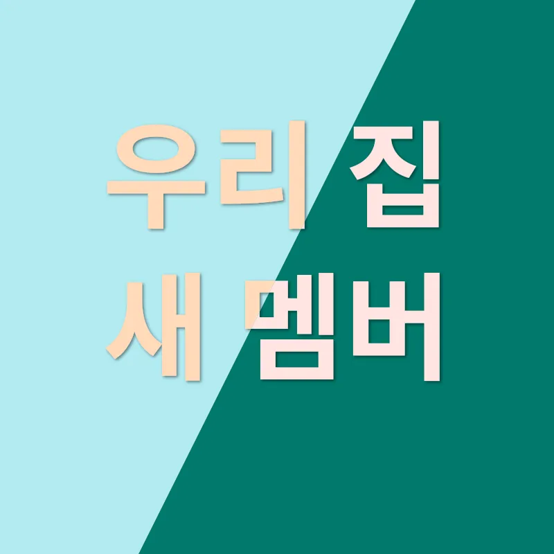 아기 고양이 데뷔 실패_1