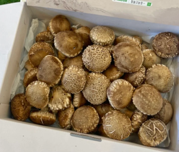 참솔고농장-백화고 표고버섯