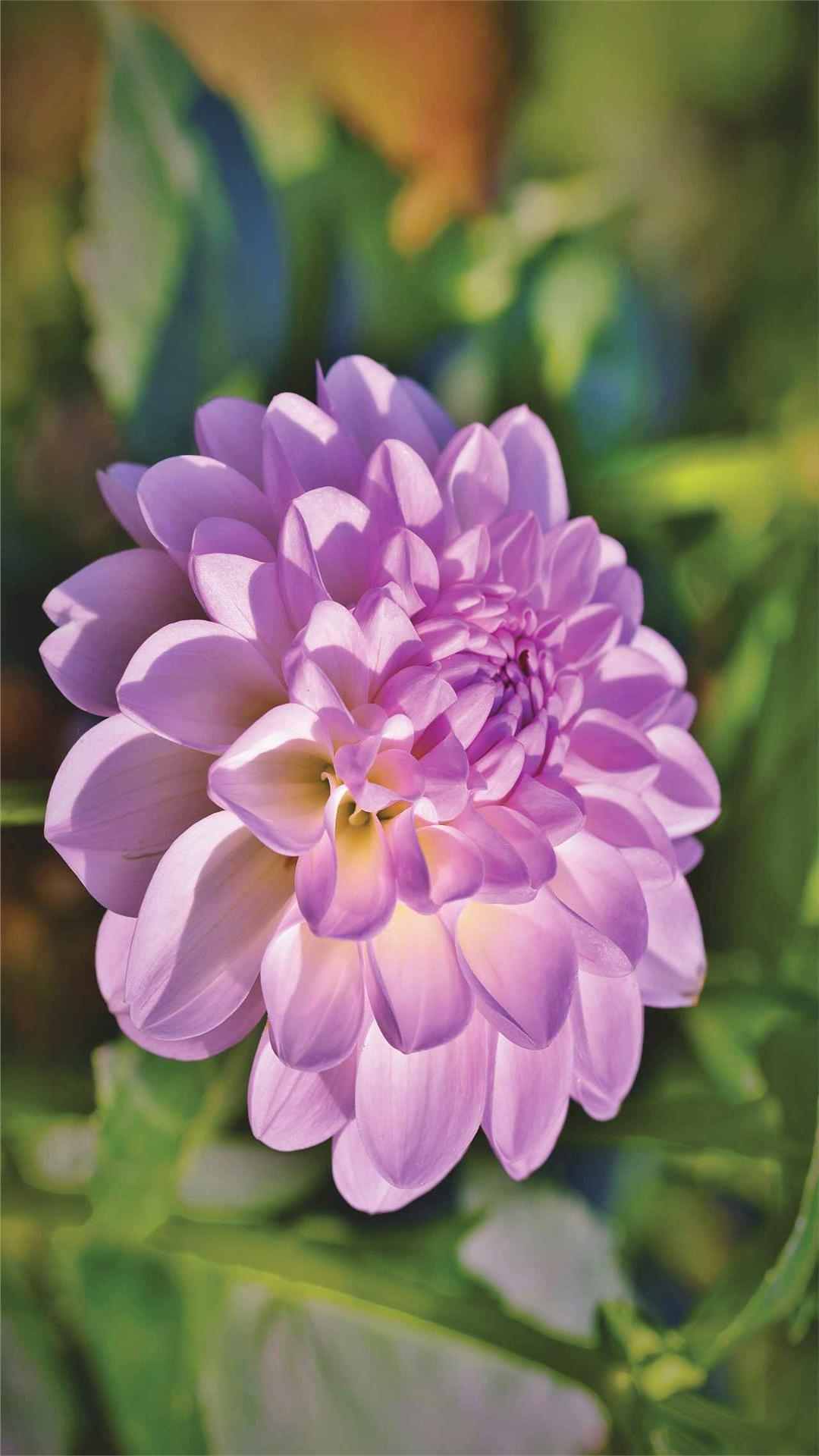 Dahlia Flower iPhone Wallpaper