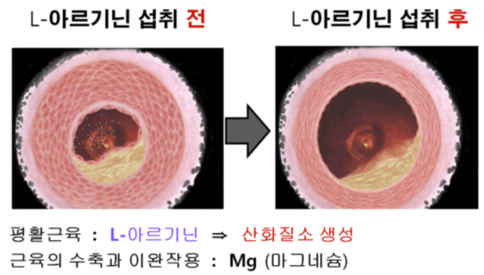 아르기닌의 효능