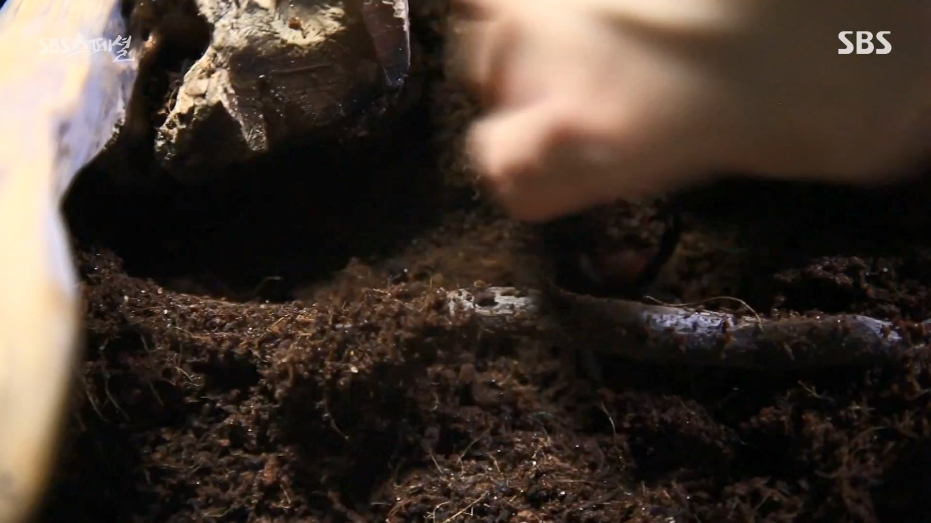 일요특선 다큐멘터리.E344.240310p-NEXT.mp4_20240310_160126.193.jpg