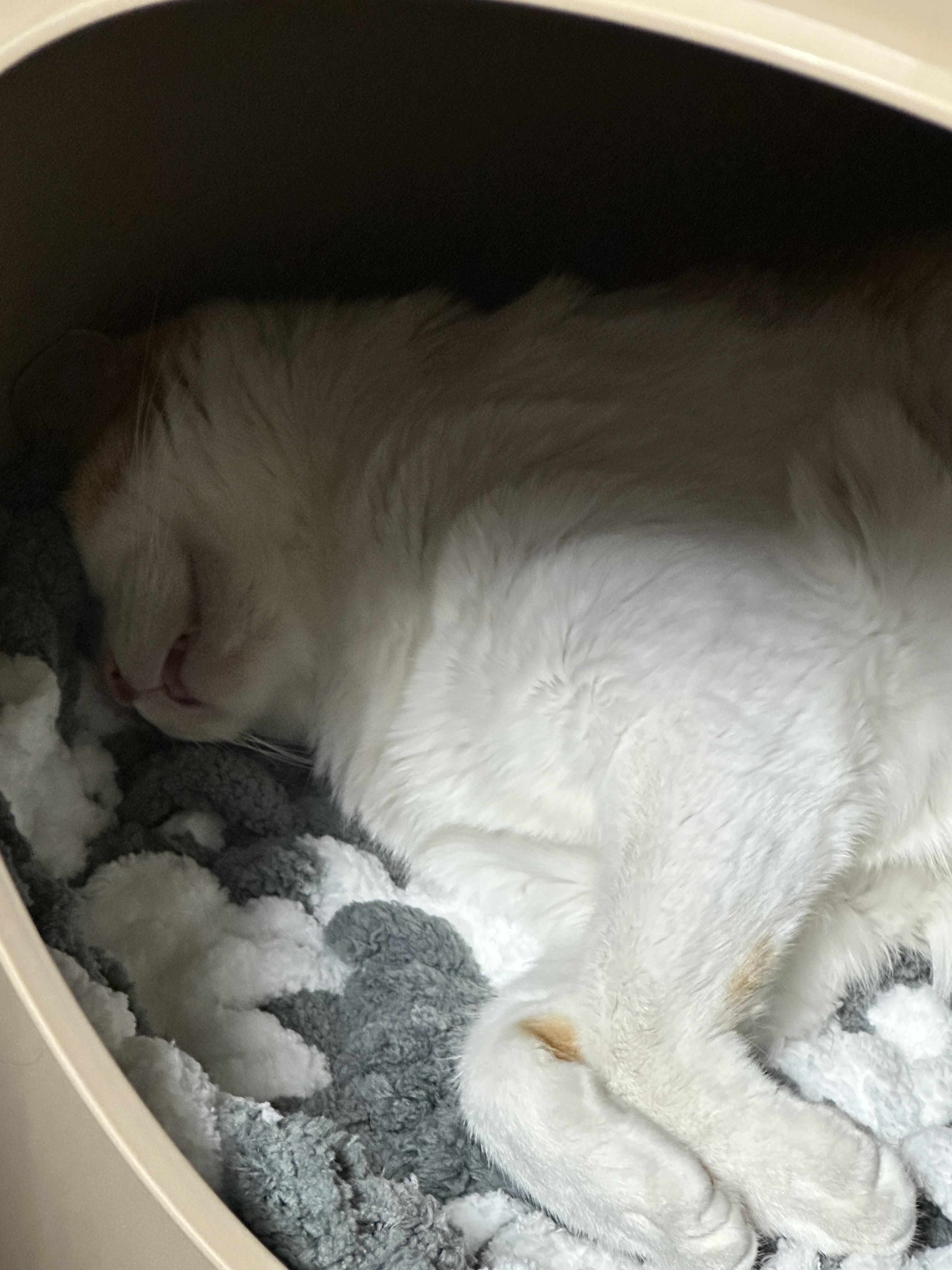 마카롱_하우스_1층에서_입벌리고_떡실신중인_치즈냥이_막둥이_2