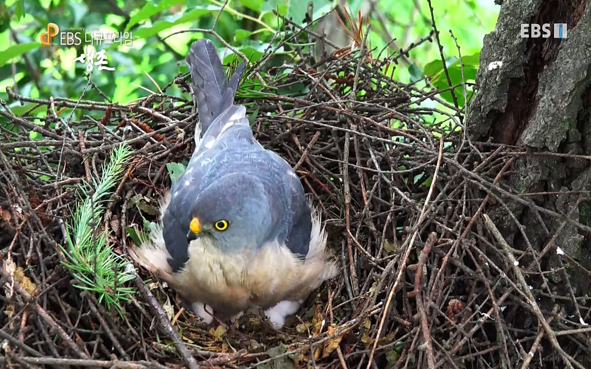 생존 3부_ EBS 다큐프라임_ 220629.avi_20220701_210030.894.jpg