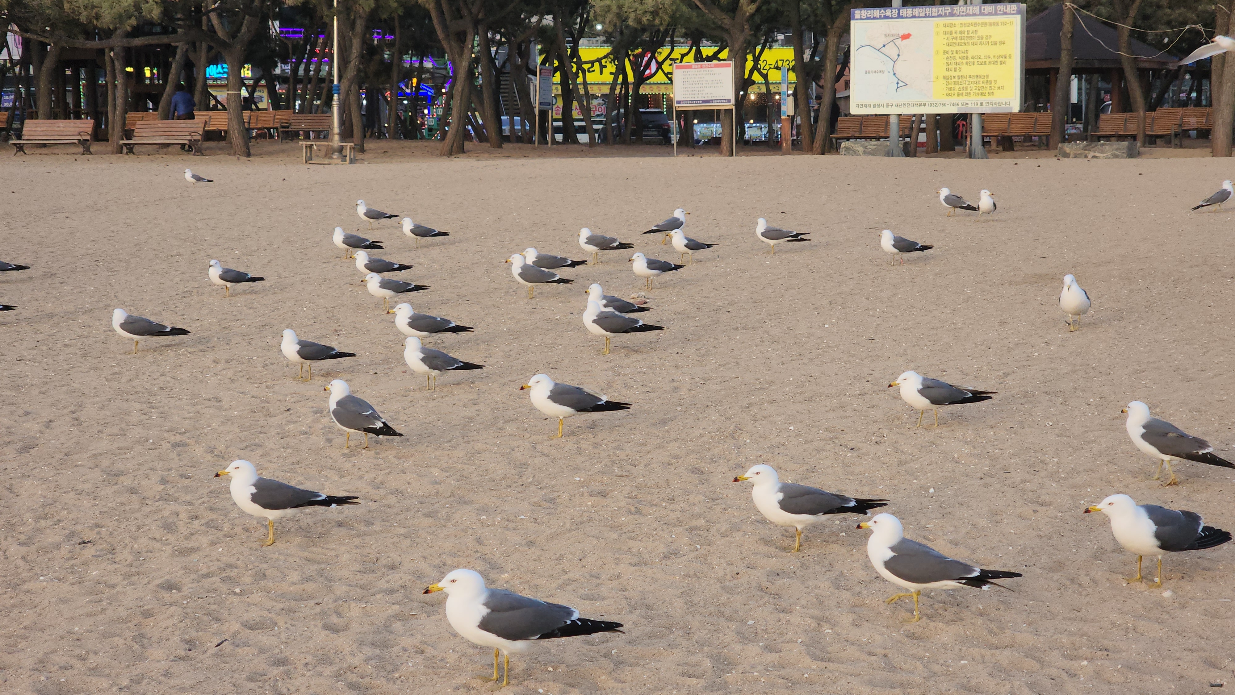 #을왕리 해수욕장 35