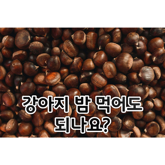 밤-&quot;강아지-밤-먹어도-되나요?&quot;-라고-적혀있다.