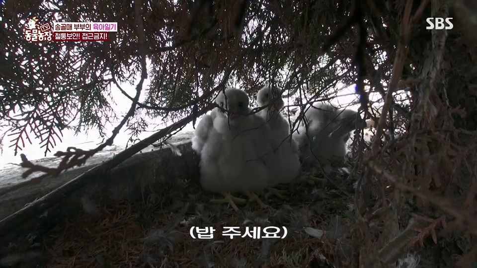 TV 동물농장.E1125.230618p.H264-F1RST.mp4_20230618_192116.590.jpg