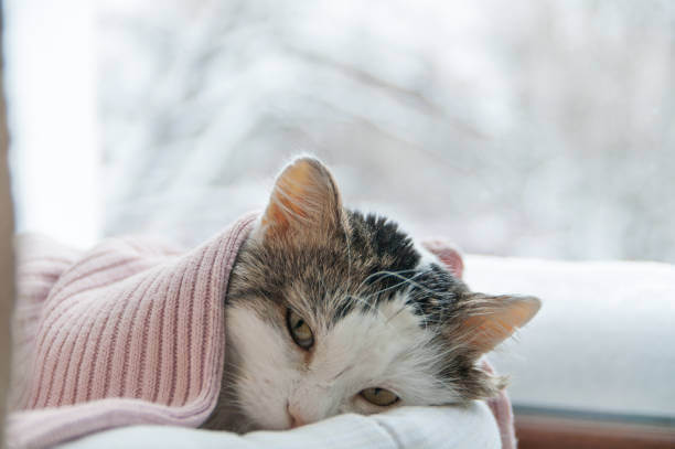 고양이 복막염 증상&#44; 원인&#44; 치료