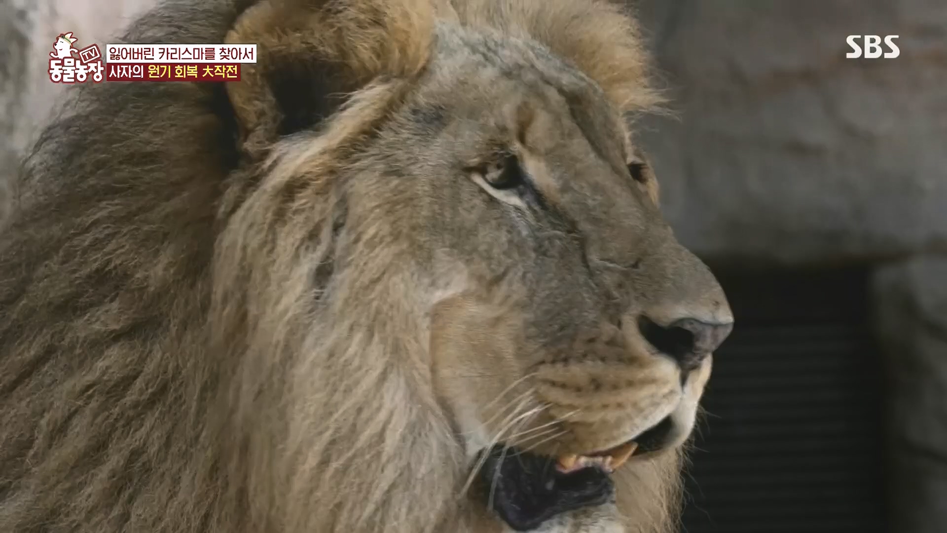 TV 동물농장.E1182.240728p.H264-F1RST.mp4_20240728_152536.567.jpg