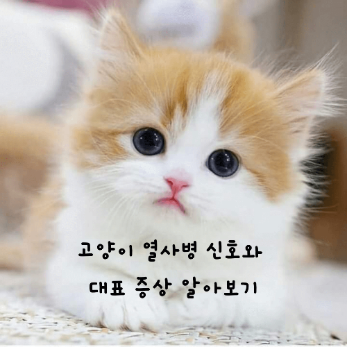  고양이 열사병 증상 및 신호