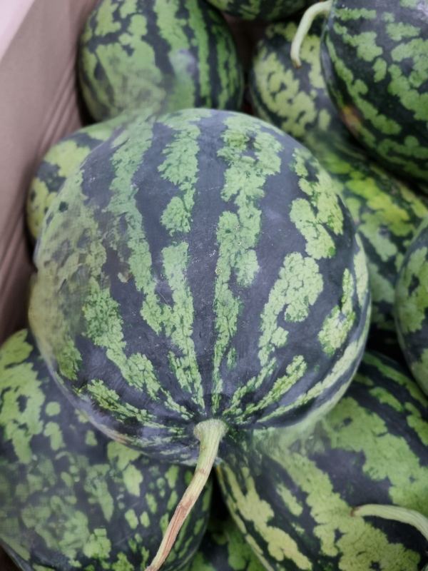 수박 순 지르기