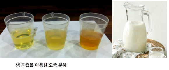 분해(+기출문제) - 요소분해효소 Urease 이야기콩국물(국물)을 이용하여 소변