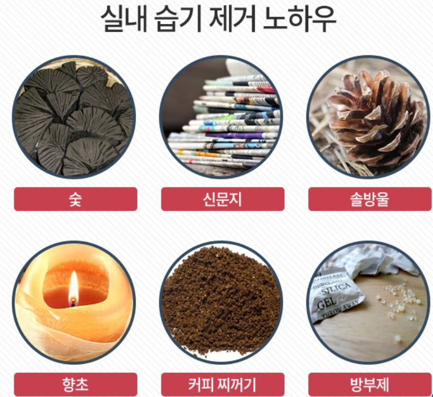 집에서 흰 벌레가 자라는 이유와 제거 방법은 무엇입니까? 5