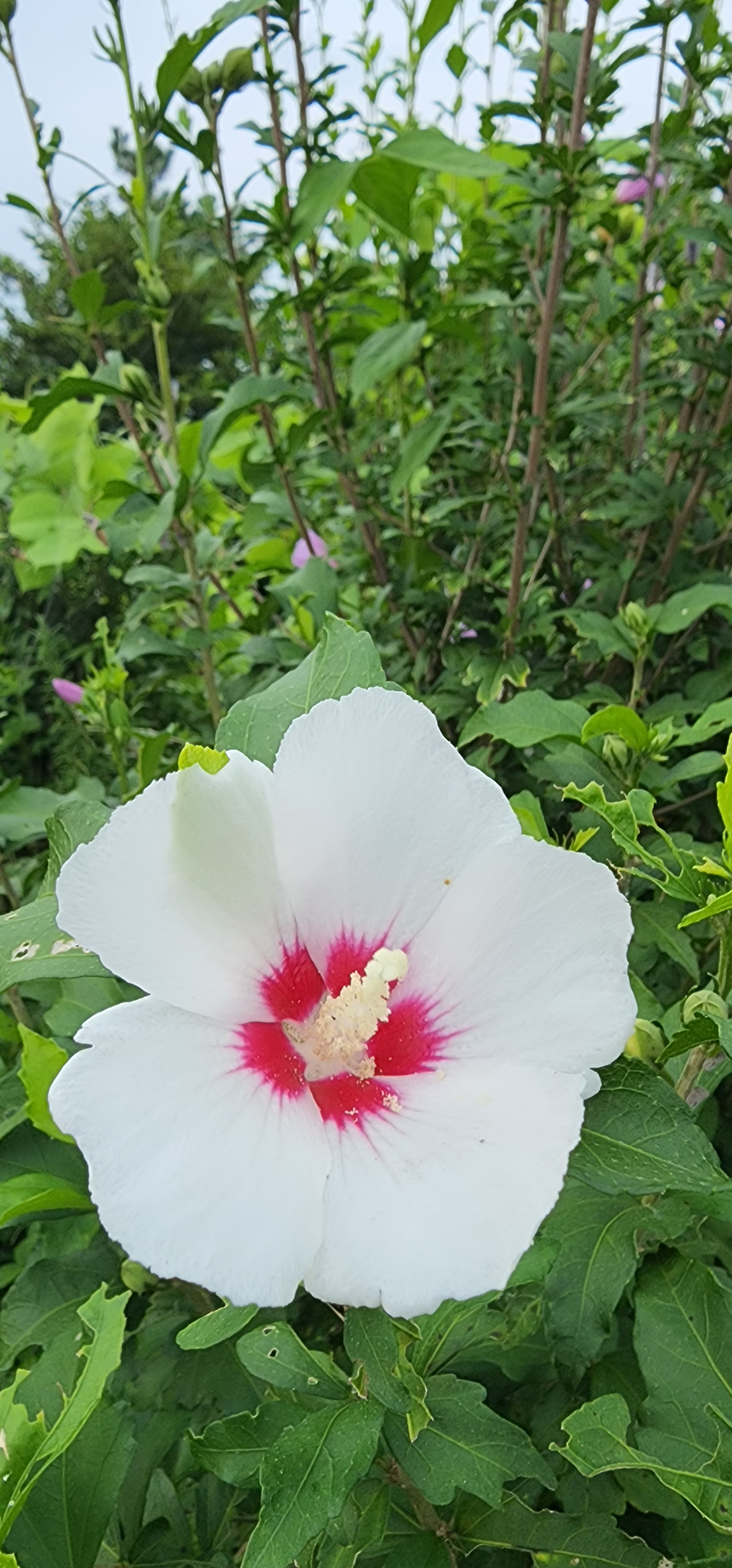  하얀무궁화꽃
