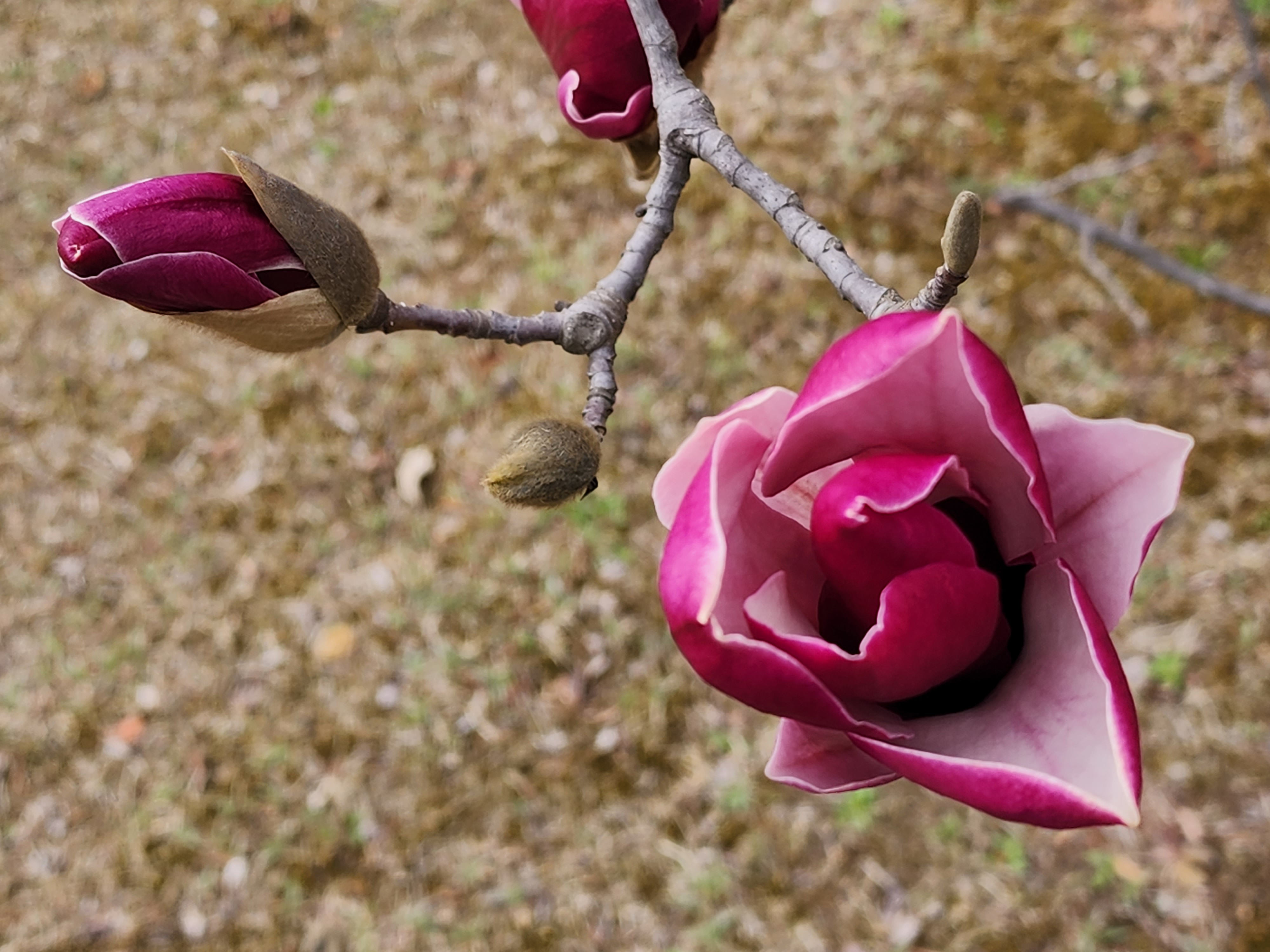 자주목련 (이명: 백자목련&amp;#44; 홍목련 &amp;#124; 학명: Magnolia denudata var. purpurascens)