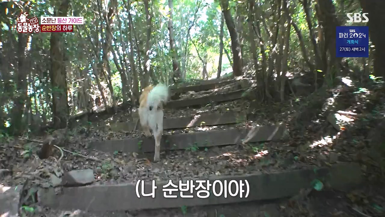 TV 동물농장.E1181.240722p-NEXT.mp4_20240721_165543.389.jpg