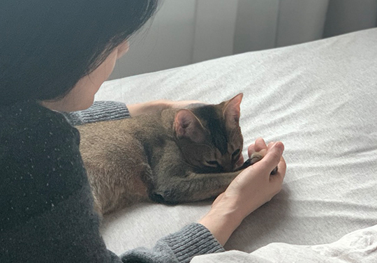 아비시니안 고양이 건강 키우기