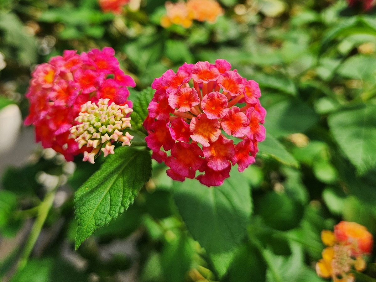 란타나 Lantana