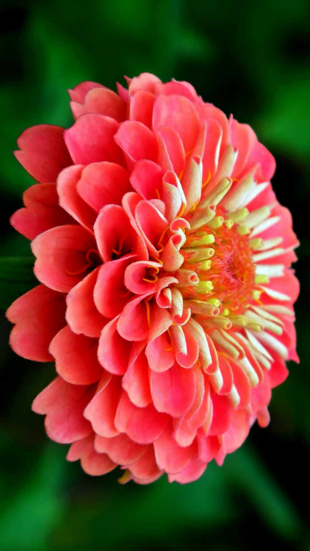 Zinnia Flower iPhone Wallpaper