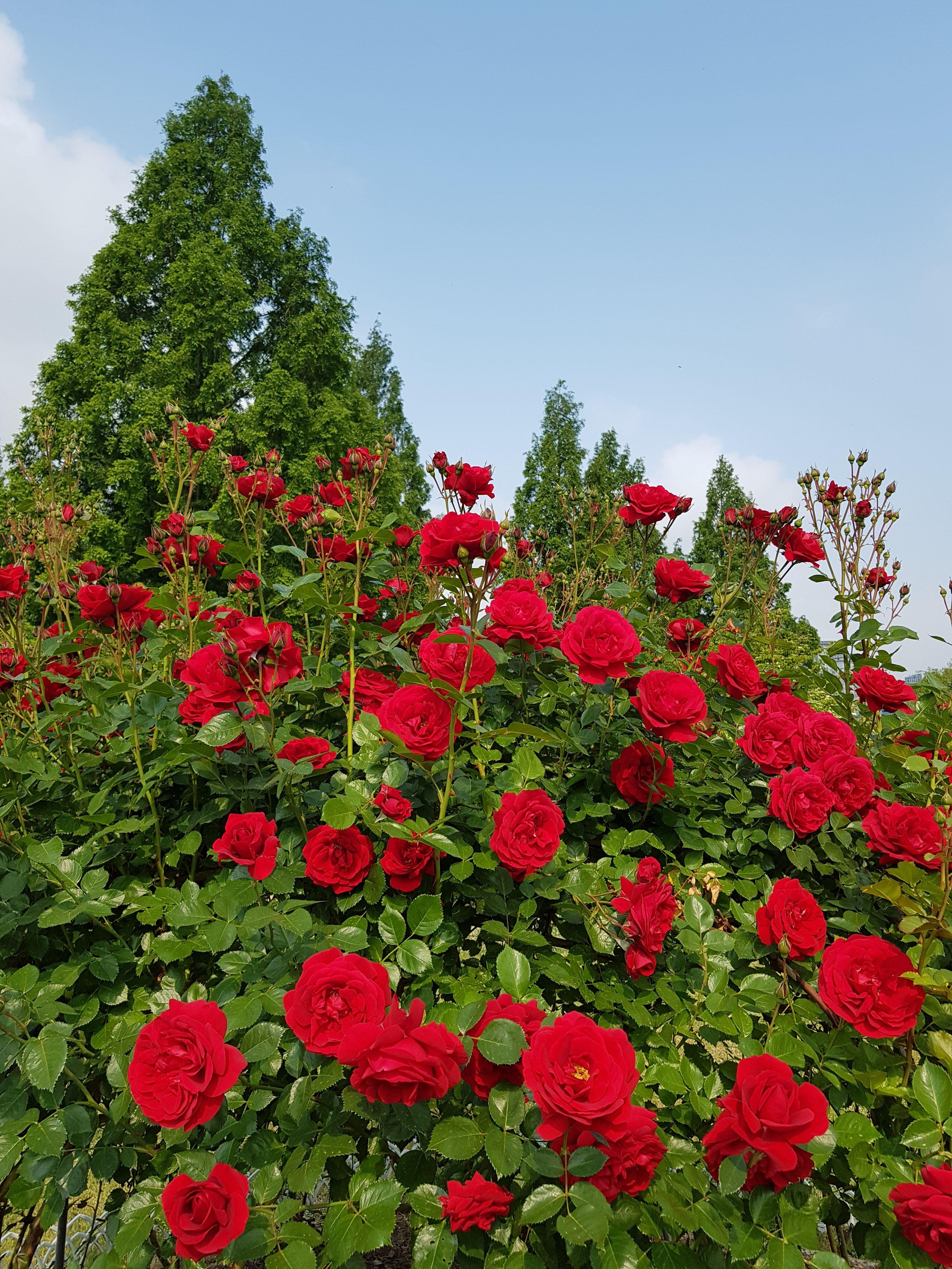 일산 호수공원 풍경21