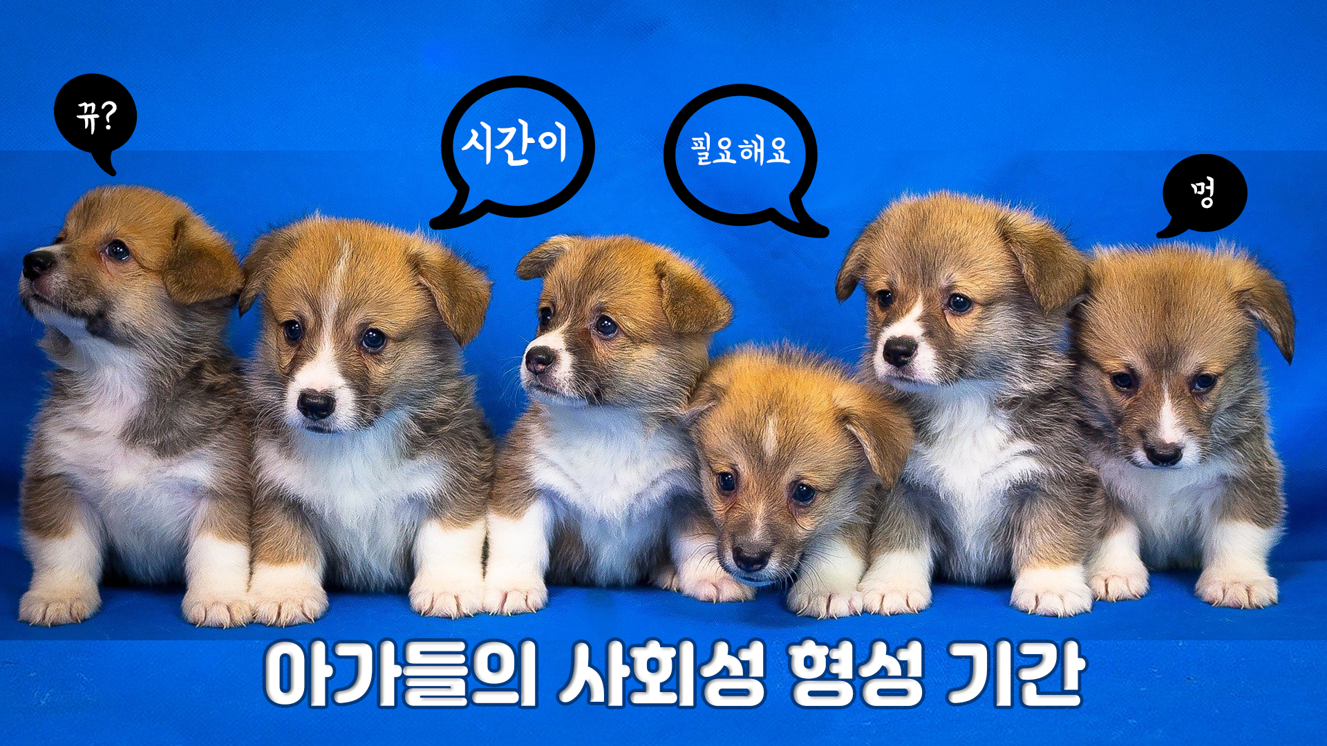  강아지 출산 시 알아야 할 징후, 주의점
