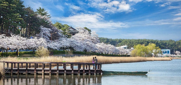 제주 벚꽃 명소