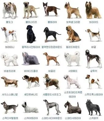 강아지 종류별 사진과 이름 작은 강아지 애완견 종류_36