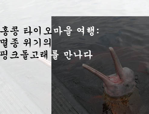  홍콩 타이오마을 여행: 멸종 위기의 핑크돌고래를 만나다