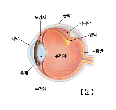 눈에 좋은 영양제