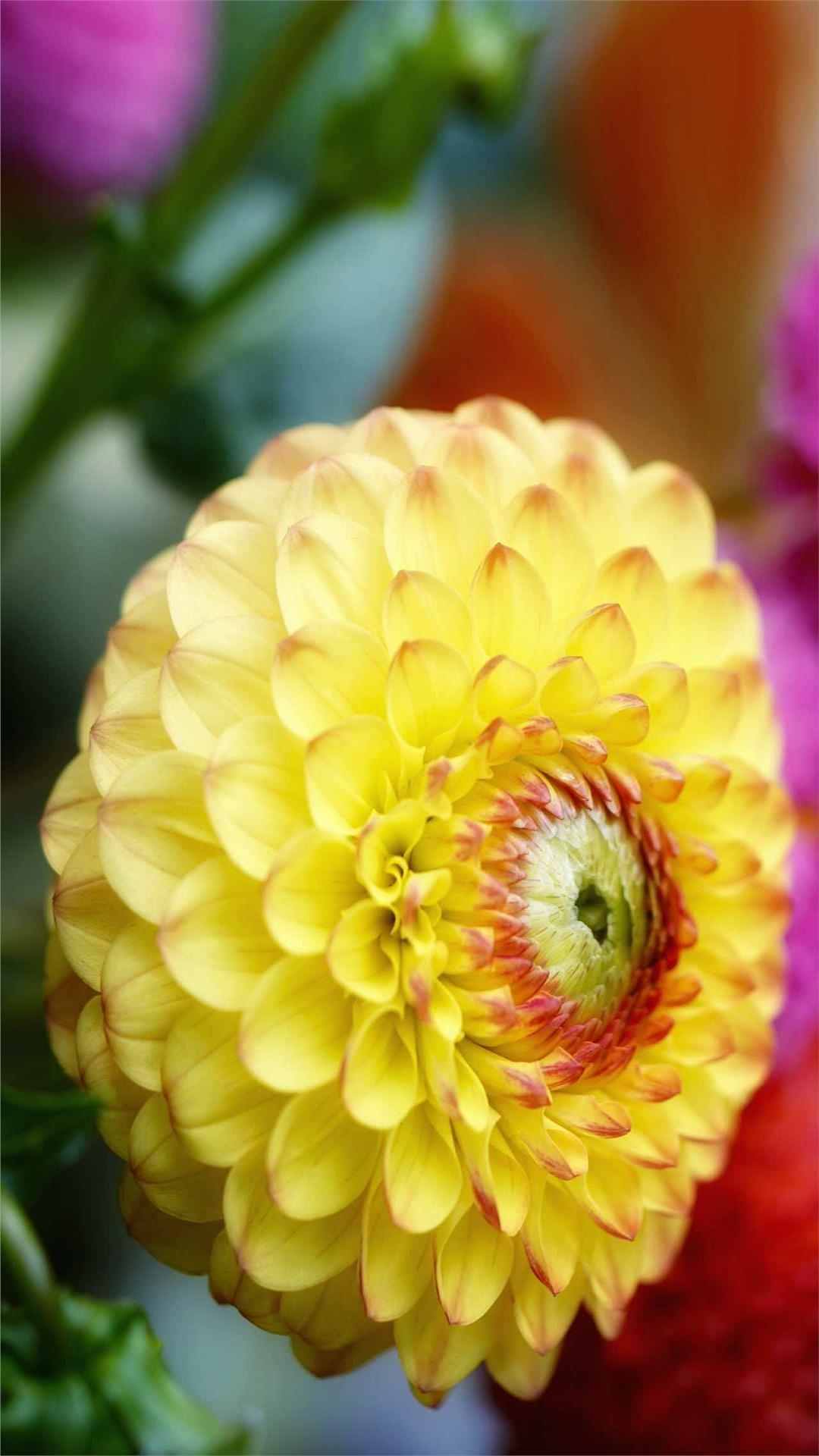 Dahlia Flower iPhone Wallpaper