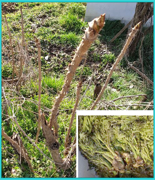  봄철이면 생각나는 두릅 제철 및 두릅의 효능은?
