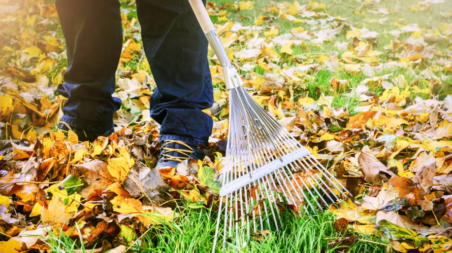 잔디밭의 낙엽 긁어모으기(이미지 출처: Shutterstock)