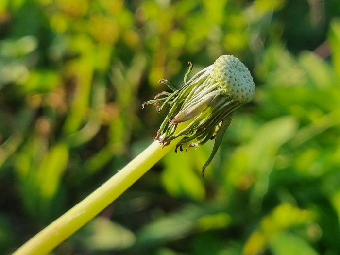 민들레꽃대