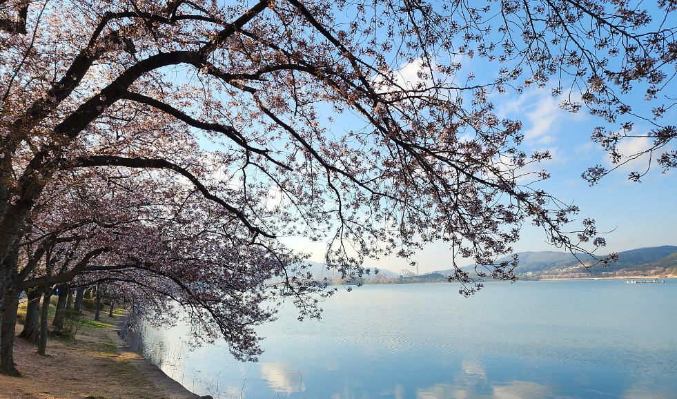 보문단지 벚꽃