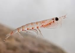  크릴오일 효능