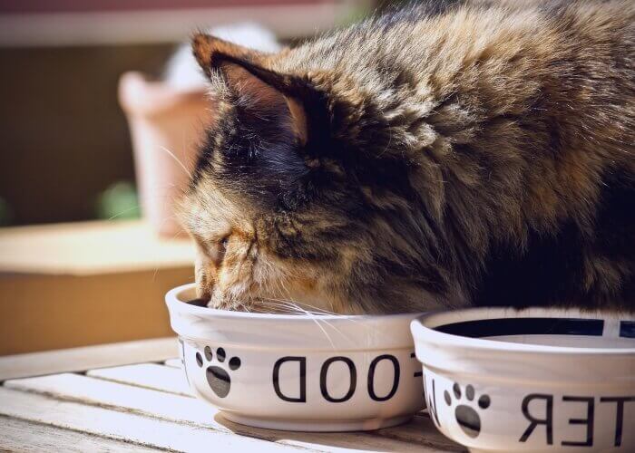 그릇에-코박고-먹는-고양이