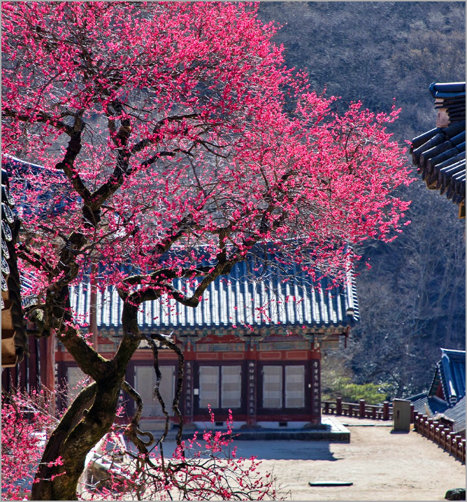 화엄사홍매화