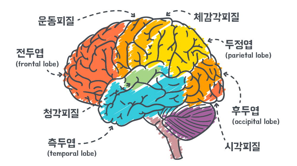 [심리학 기초] 11_행동의 생물학적 기초 : 대뇌피질 (cerebral cortex)