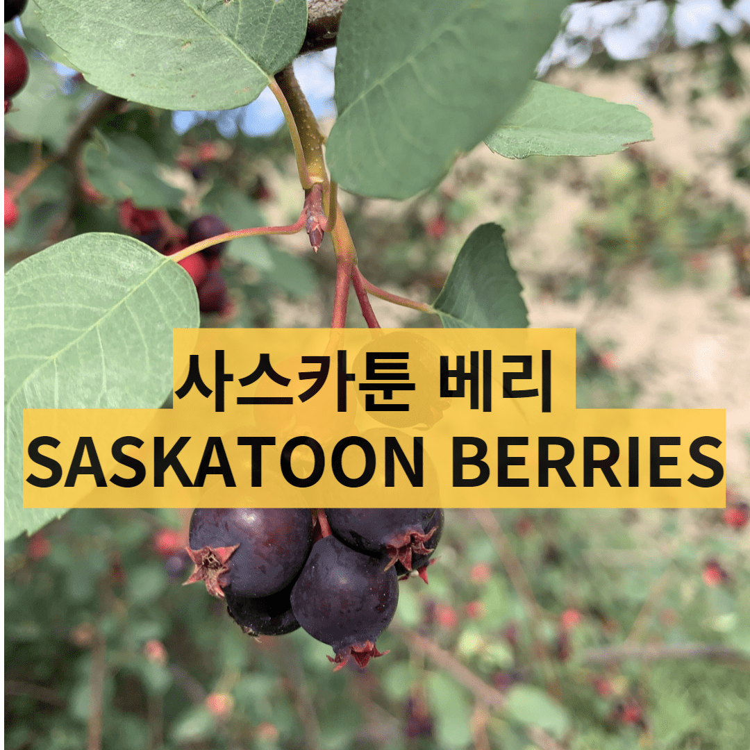  노화방지에 탁월한 SASKATOON BERRIES 사스카툰베리