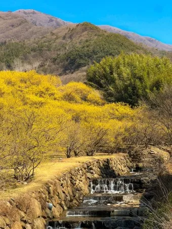 구례 산수유축제 기간 산수유마을 개화시기_36