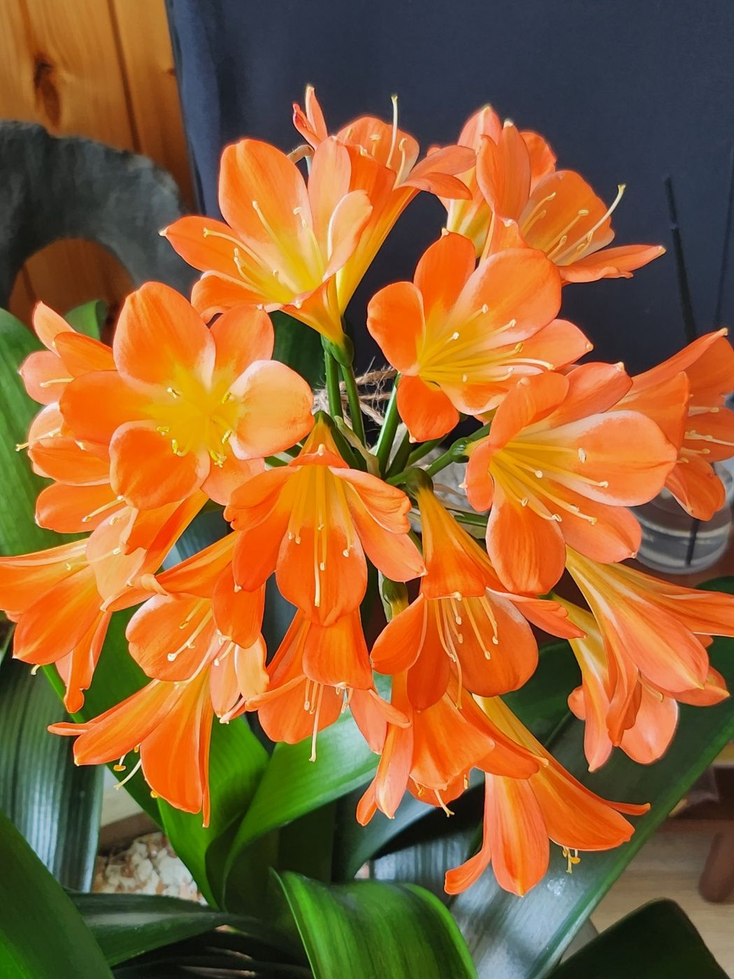 거실의 화초가 오렌지 색으로 활짝 피었다