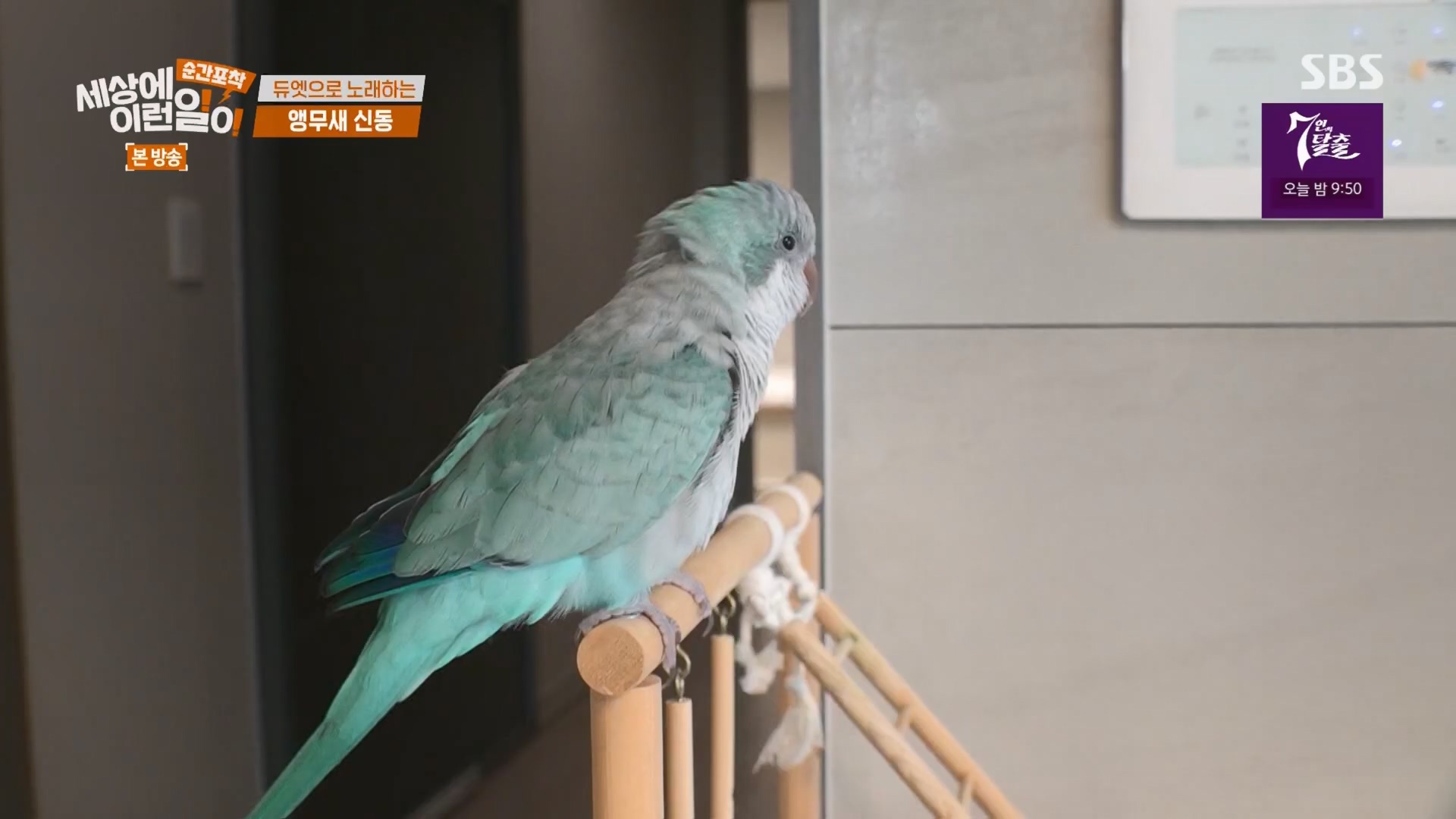순간포착 세상에 이런일이.E1247.230923p.H264-F1RST.mp4_20230924_152652.202.jpg