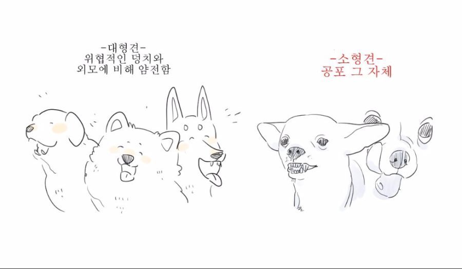 말티즈는 참지않긔짤 말티즈 화난짤 치와와분노짤 말티즈는 참지않긔짤 말티즈 화난짤 치와와분노짤